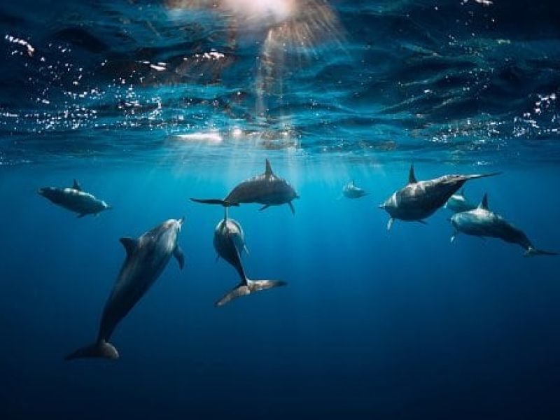Dolphins swimming together underwater in sunlight