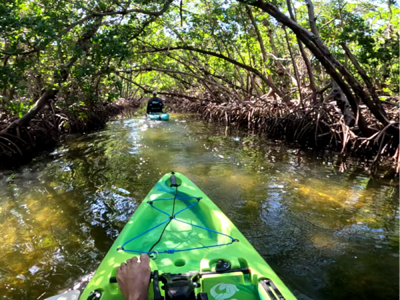 Green kayak travels through mangrove forest