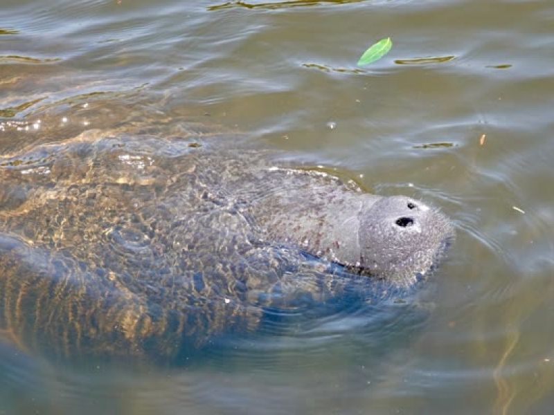 Manatee surfacing in shallow coastal water