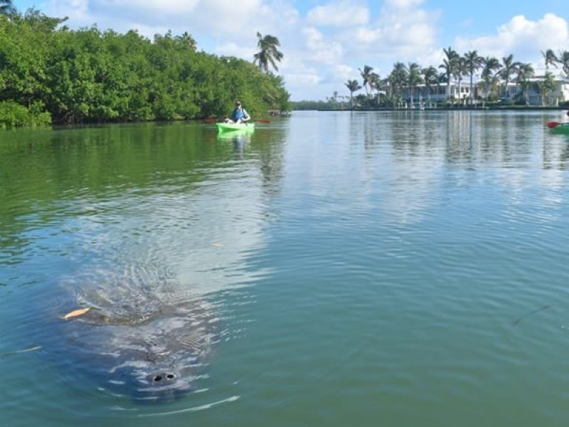 Manatee swims in water near mangroves