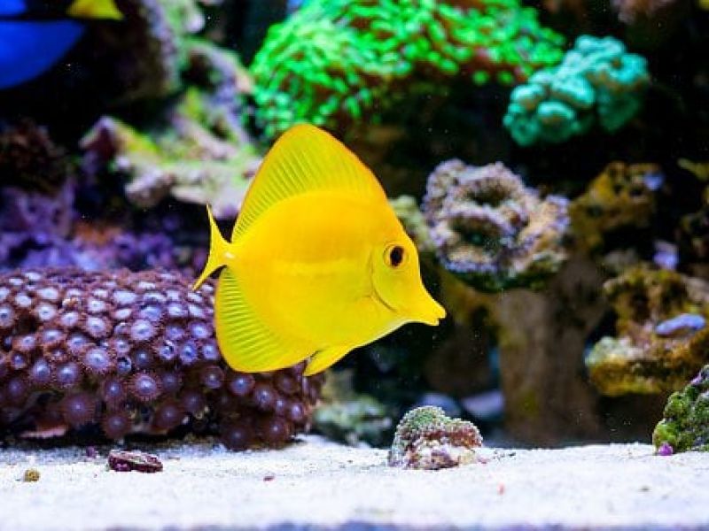 Bright yellow fish in coral aquarium display