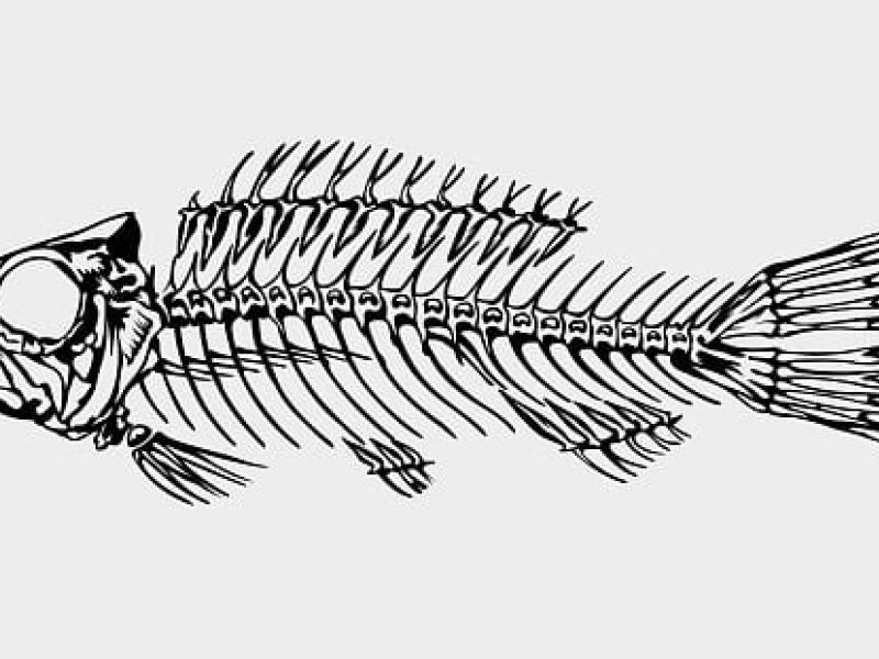 Black and white fish skeleton illustration