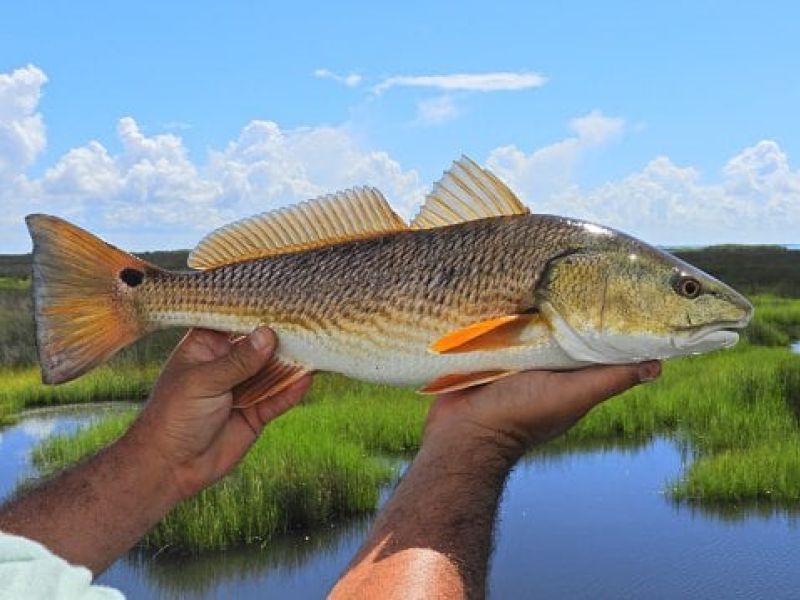 Fisherman holding large fish with water behind