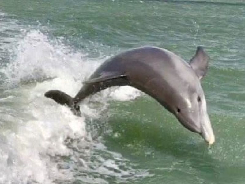 Dolphin jumping in foamy shallow water