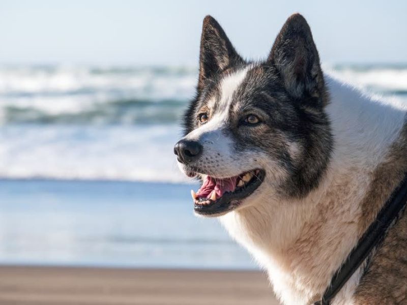 Husky dog smiling at beach with ocean waves behind