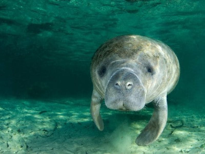 Manatee approaching camera underwater in clear water