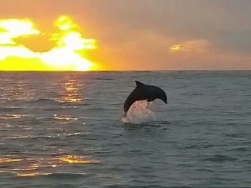Dolphin leaping from water at golden sunset
