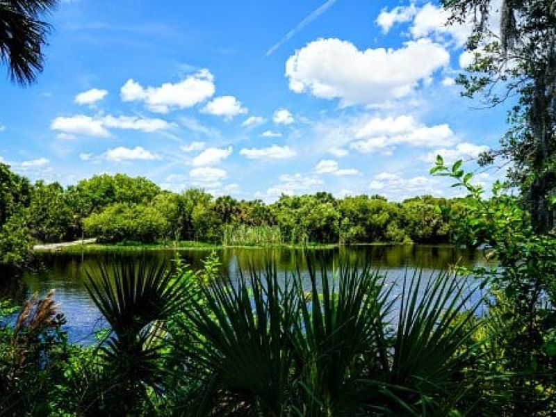 River lined with palm trees and blue sky