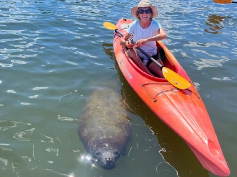 Kayaker in red kayak encounters a manatee