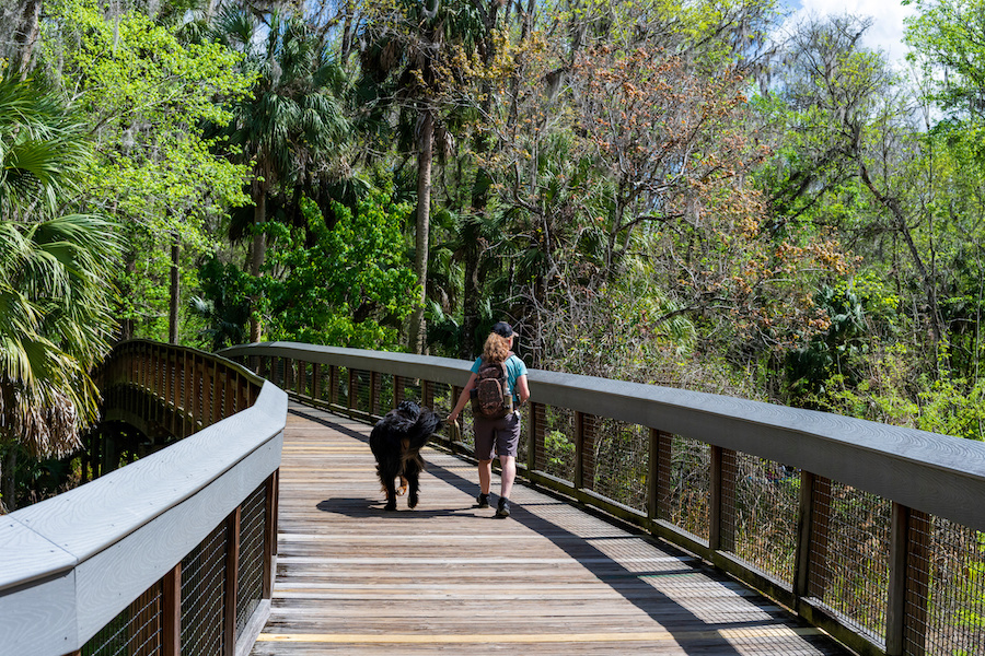 A woman walking her dog in a Florida park