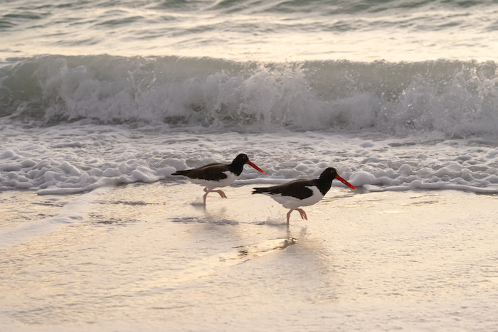 Birds playing in the surf on Anna Maria Island