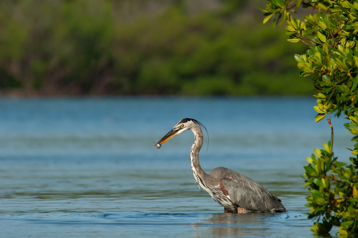 Heron in the mangraves on Anna Maria Island