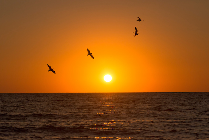 Bird watching at sunset on Anna Maria Island