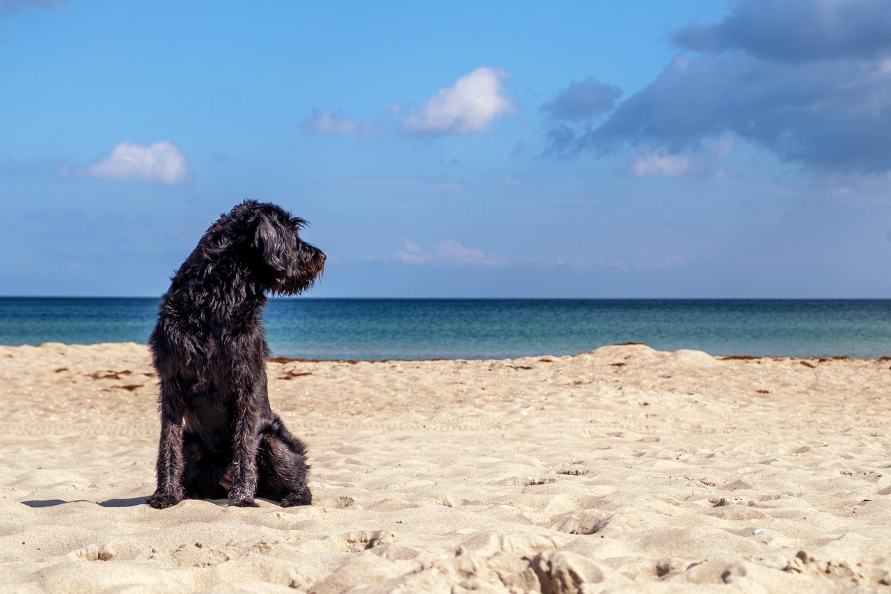 Black dog sitting on sand facing ocean and sky