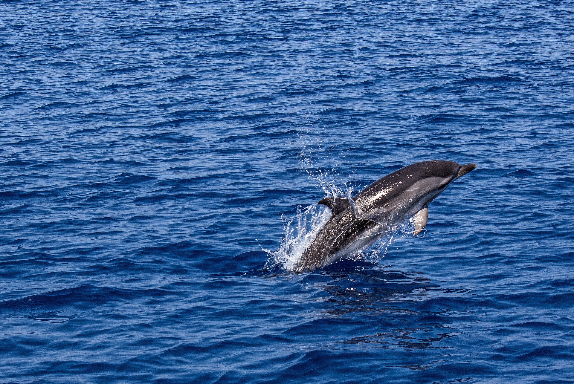 Dolphin leaping from blue ocean waters during marine encounter