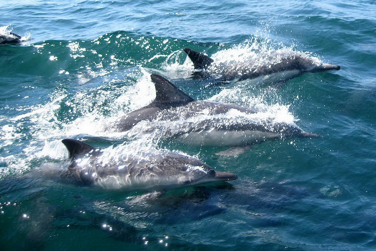 dolphins