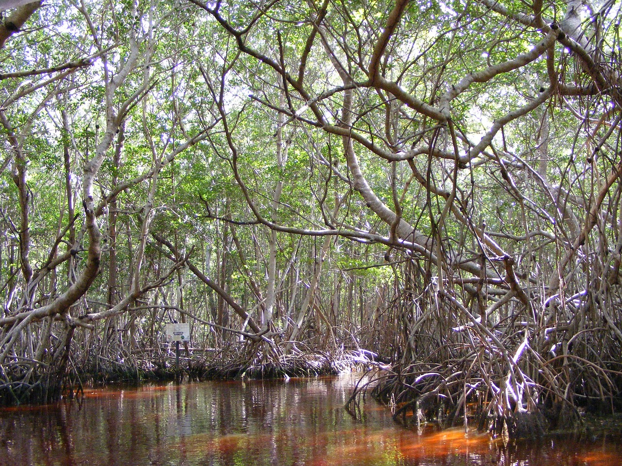 Dense mangrove forest with reflection in still water