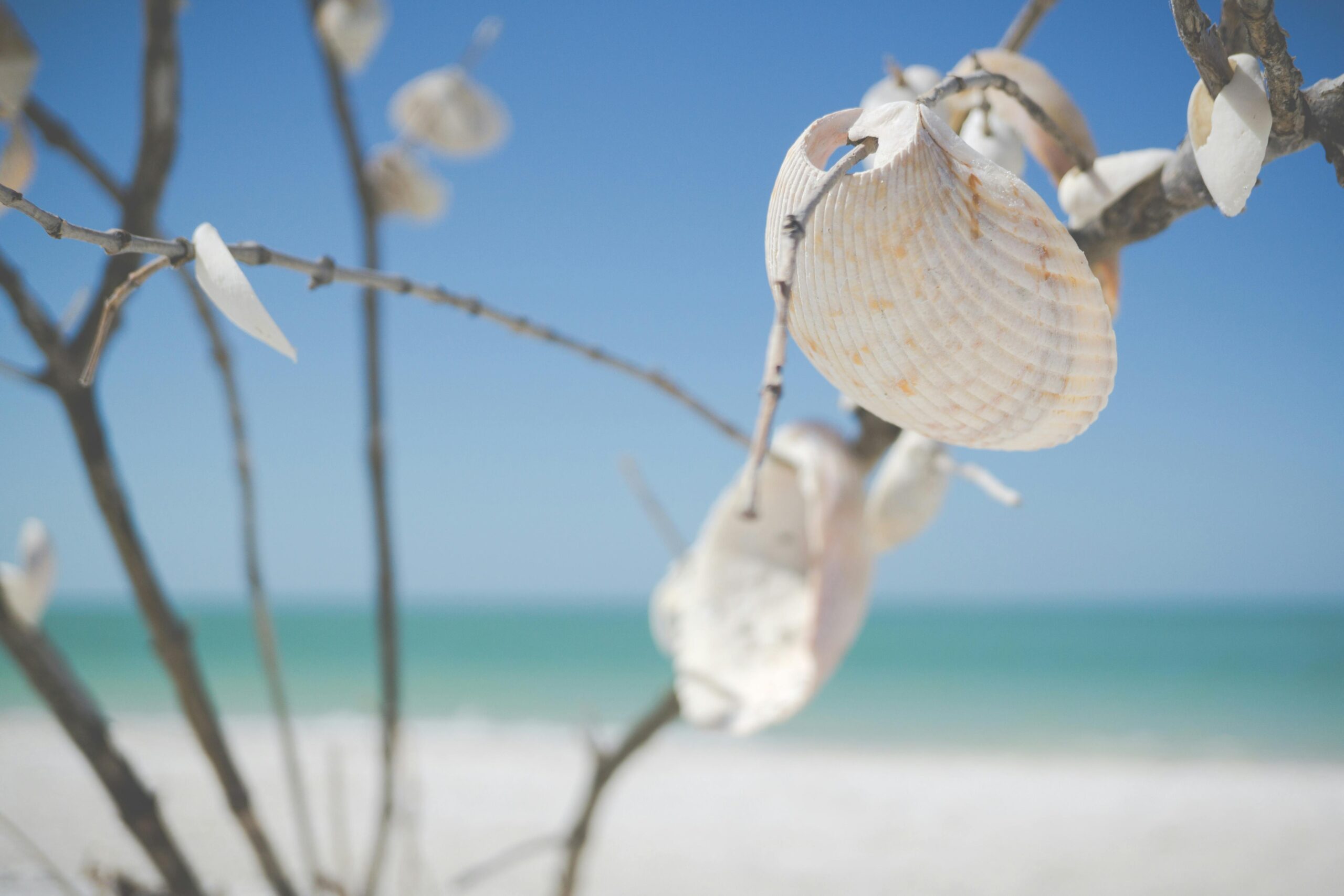 Delicate white seashells hanging from thin coastal vegetation