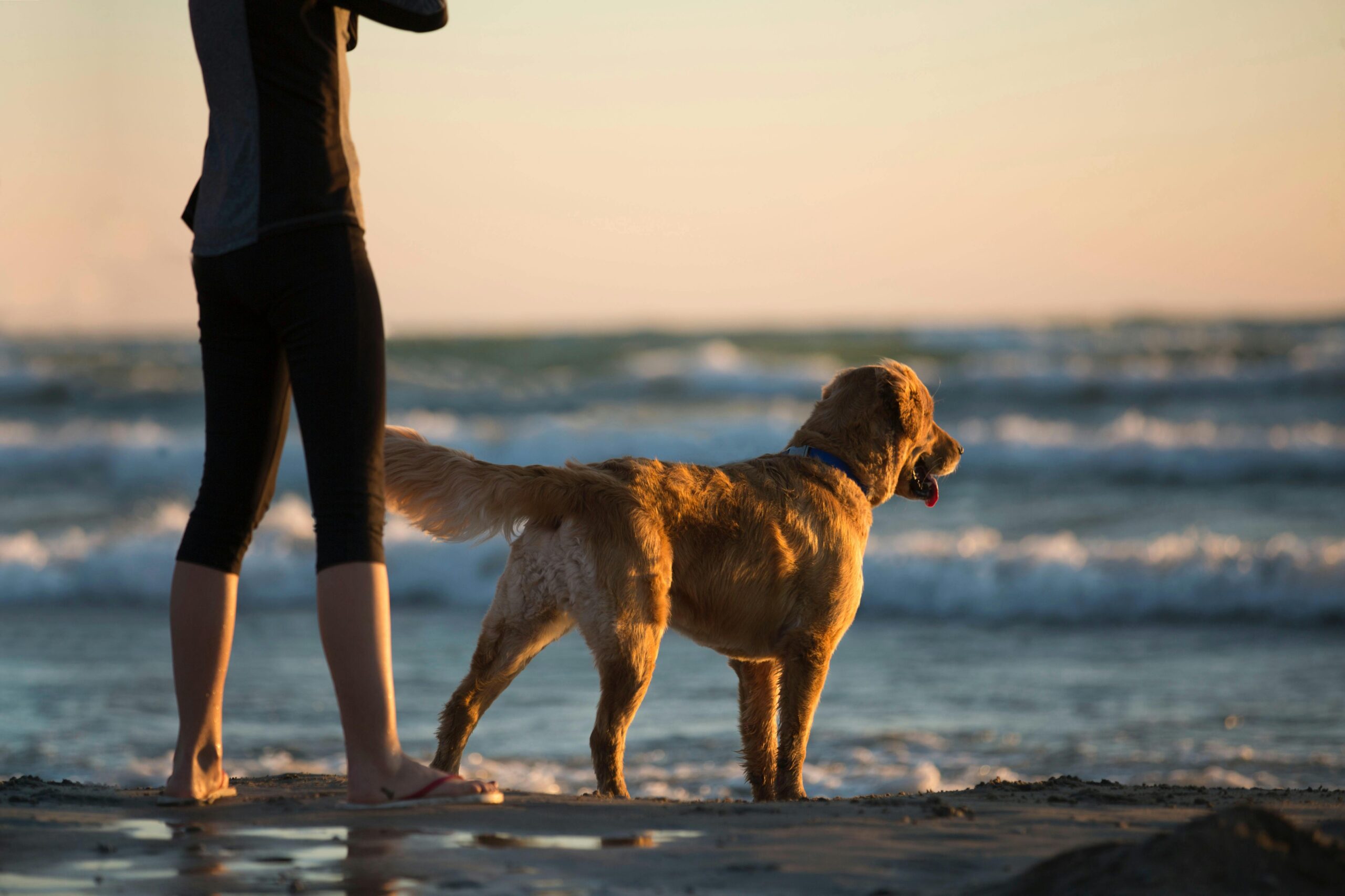 Person and dog walking on beach during golden sunset