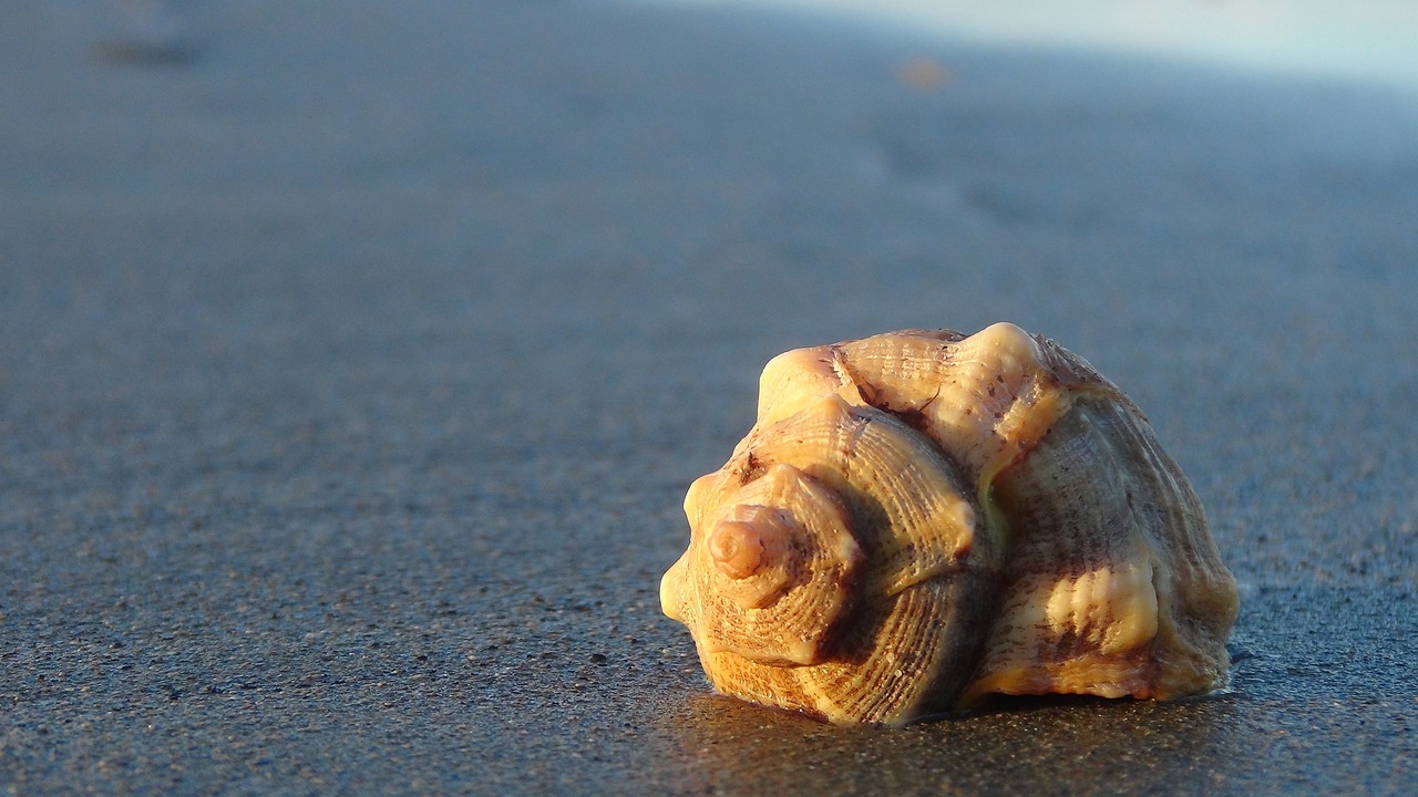 Tan spiral seashell resting on wet sand near waterline