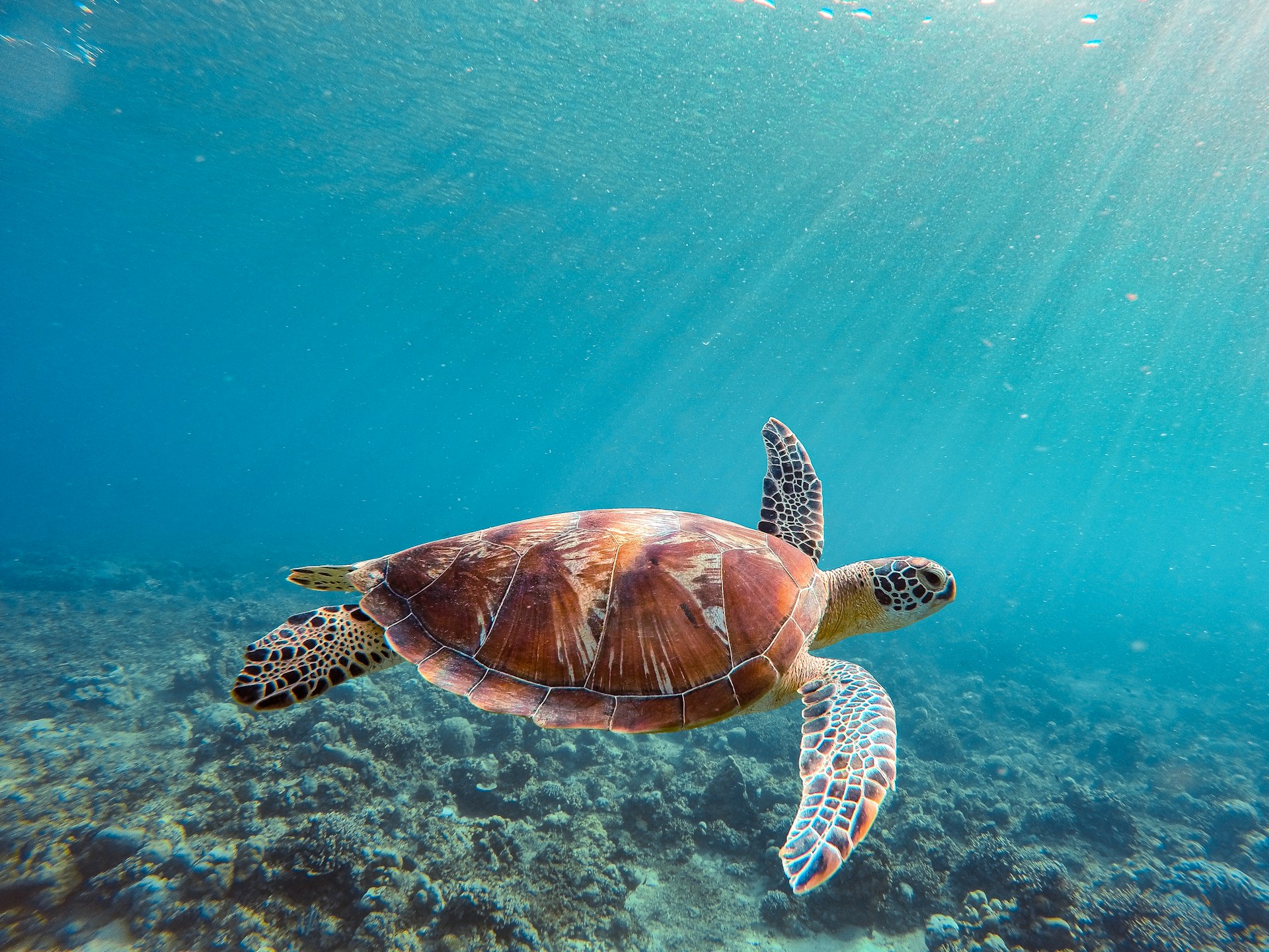 Sea turtle swimming near coral in clear turquoise water