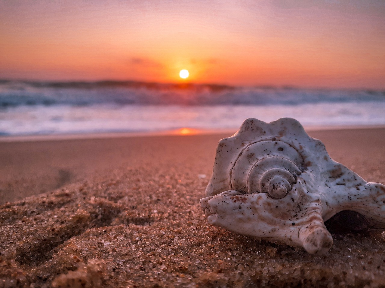 Seashell on sand at golden hour sunrise