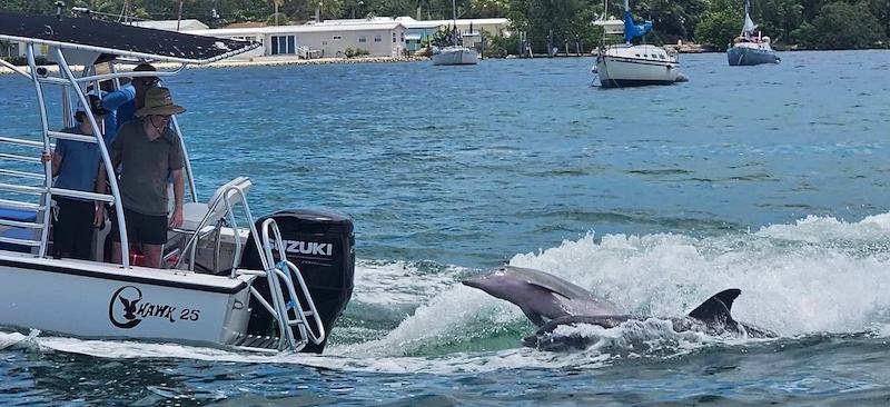 Boat with wild dolphin leaping from nearby water